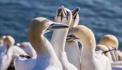 开云体育下载-法甲VAR语义处理模块提升判罚透明度和公平性的实践，意甲var使用规则